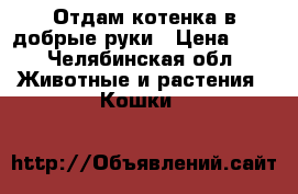 Отдам котенка в добрые руки › Цена ­ 0 - Челябинская обл. Животные и растения » Кошки   